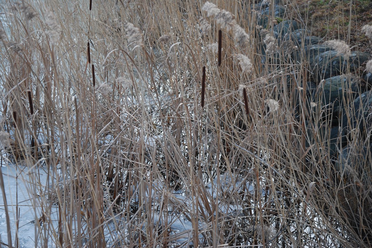 Winter Reed