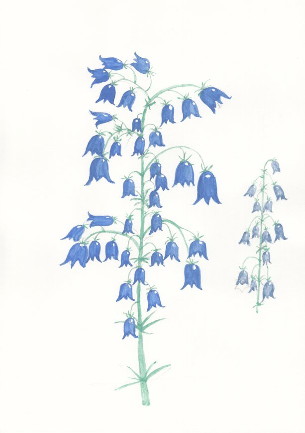 Harebell